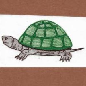 Partes Externas del Reptil
