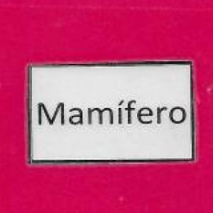 Partes externas del mamífero