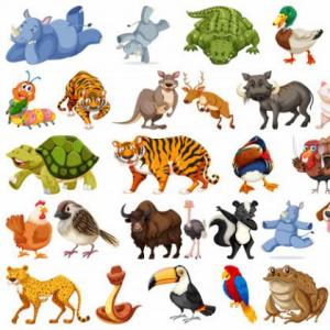 Clasificación de los animales según su alimentacion