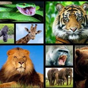 ANIMALES SALVAJES