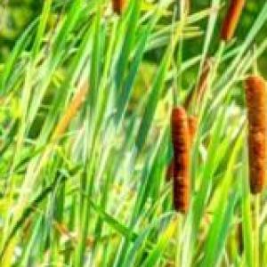 animales curiosos