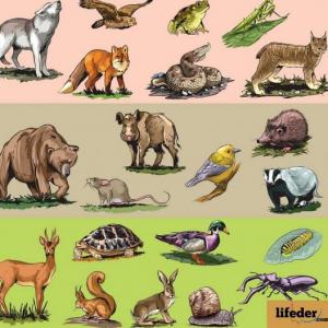 Imagen de portada del videojuego educativo: Animales y su alimentación, de la temática Alimentación