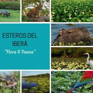 Esteros del Iberá