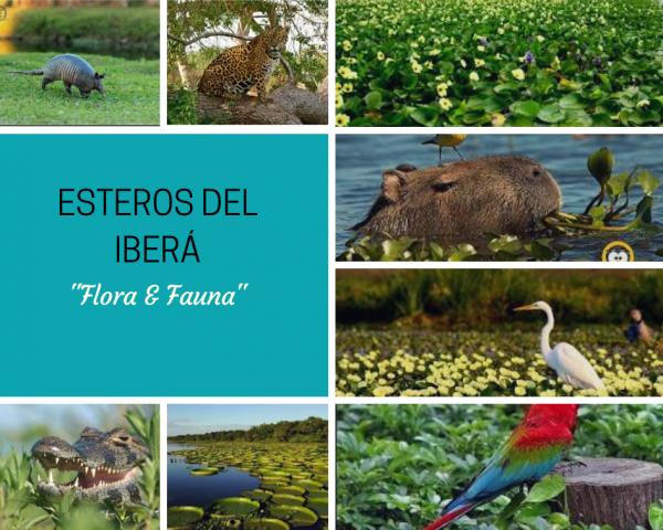 Esteros del Iberá
