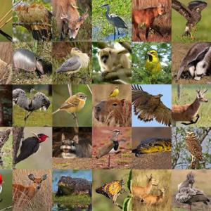 Fauna de los Esteros del Iberá