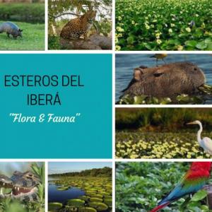 Esteros del Iberá