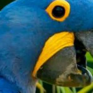 Una extinción mundial