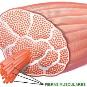 Imagen de portada del videojuego educativo: fibras musculares, de la temática Salud