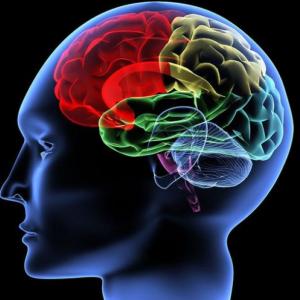 Estructuras cerebrales
