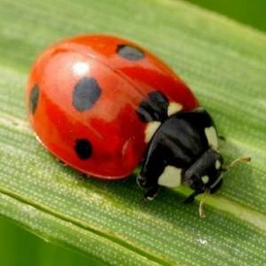 Cuànto sabes de los Animales Invertebrados