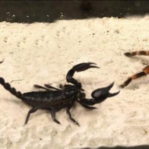 Preguntas sobre insectos :v
