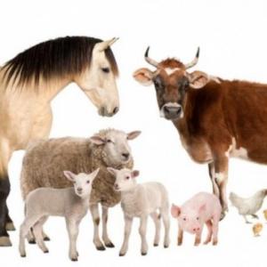 Animales de la granja