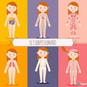 Cuerpo Humano