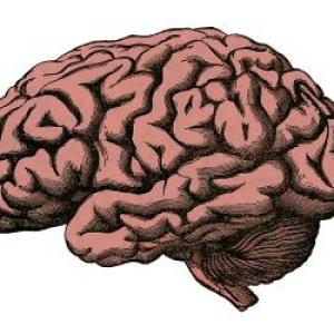 Cerebro