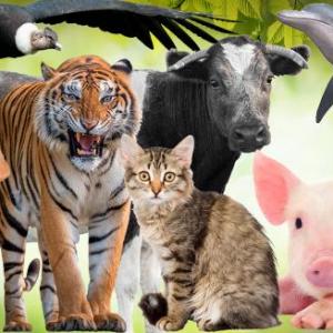 TIPOS DE BIOMAS