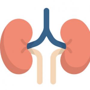 Kidneys