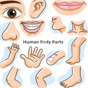 Las partes del cuerpo.