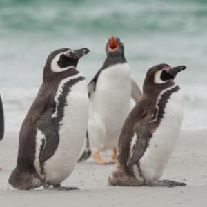 ANIMALES DEL MAR ARGENTINO
