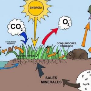 Ecosistema