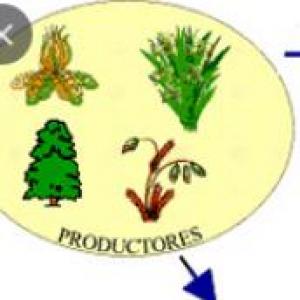 CADENA TRÓFICA