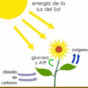 FOTOSÍNTESIS EN LAS PLANTAS