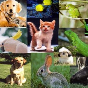 ANIMALES VERTEBRADOS