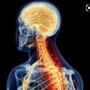 Memoria Anatomía