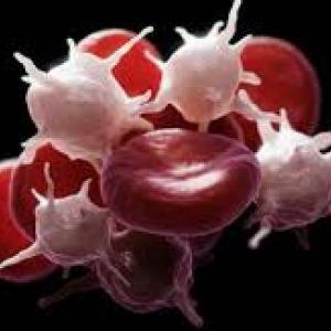 hematopoyesis