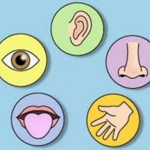 Partes del Cuerpo
