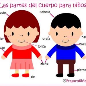 Partes del cuerpo