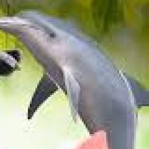 animales domésticos y salvajes