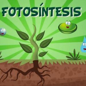 La fotosíntesis