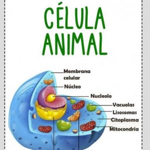 Partes de la célula animal