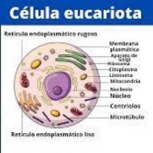 Organismos formados por células eucariotas