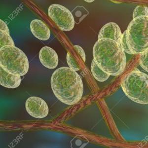 juego de trivia Microbiologia y parasitologia