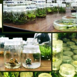 Cultivo In vitro