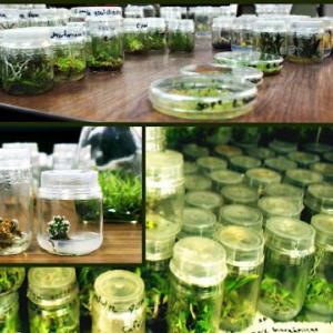 Memorama Micropropagación