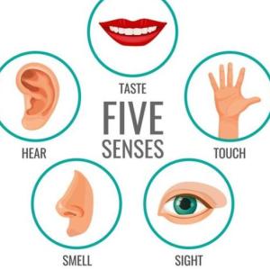Senses
