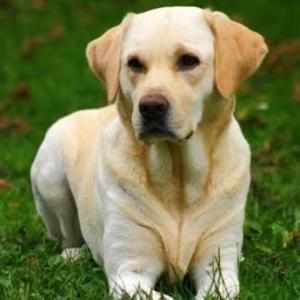 Clasificación de animales