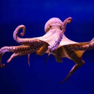 ANIMALES VERTEBRADOS E INVERTEBRADOS