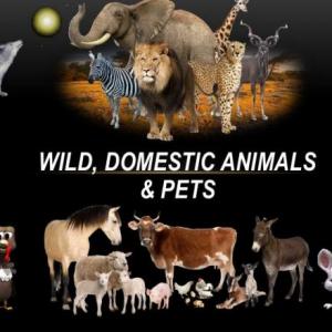 WILD AND DOMESTIC ANIMLAS