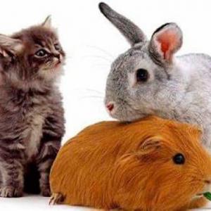 memorice animales