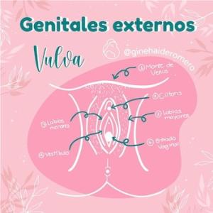 Órgano externo: La vulva.