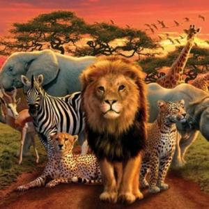 Animals Vocabulary