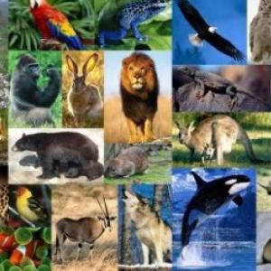 El mundo de los animales 