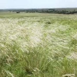 ANIMALES DE PRADERA URUGUAYA