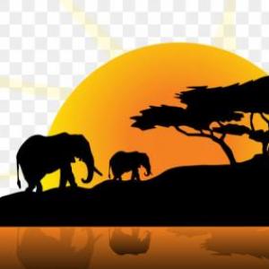Wild animals 
