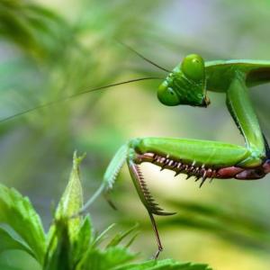 Insectos