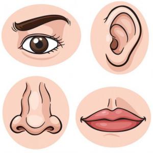 MEMOTEX PARTES DEL ROSTRO