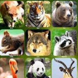 Animals